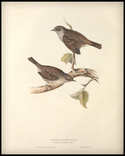 Accentor Modularis Poster