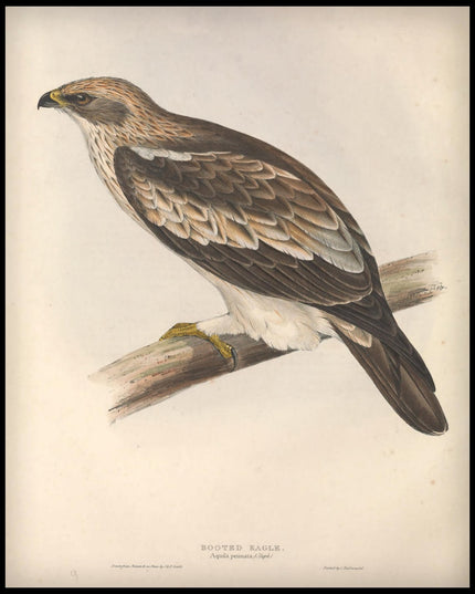 Aquila Pennata Poster