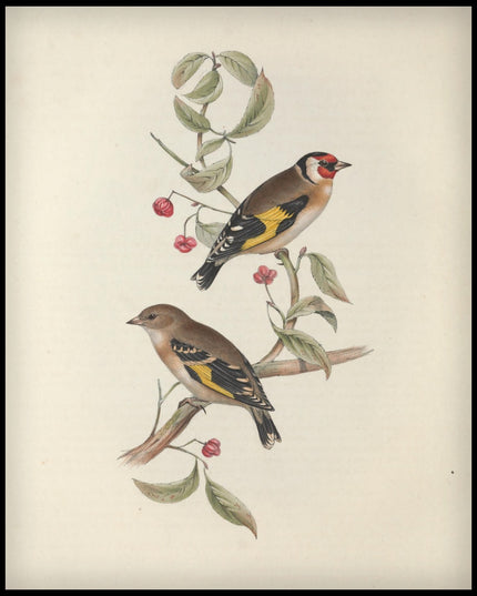 Carduelis Citrinella Poster