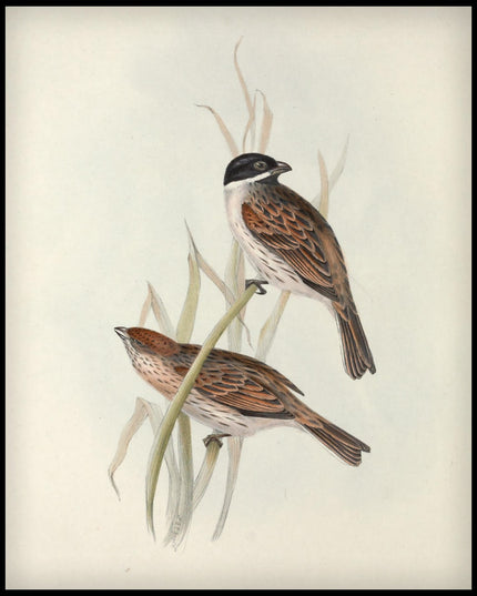 Emberiza Palustris Poster