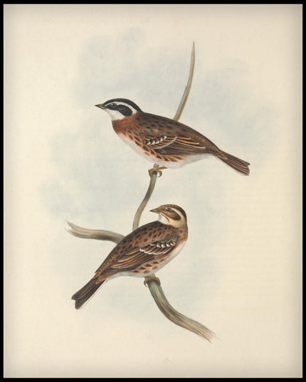 Emberiza Rustica Poster