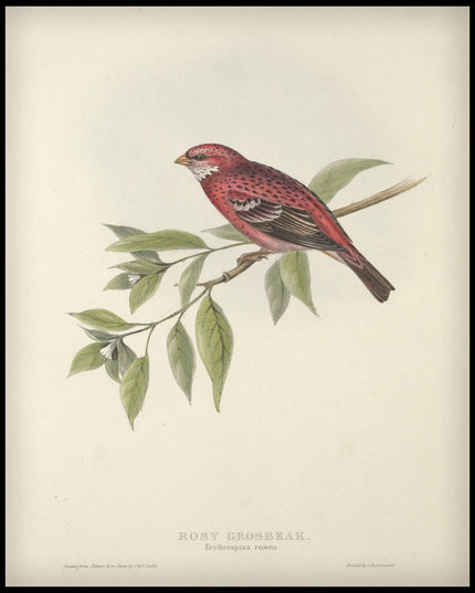 Erythrospiza Rosea Poster