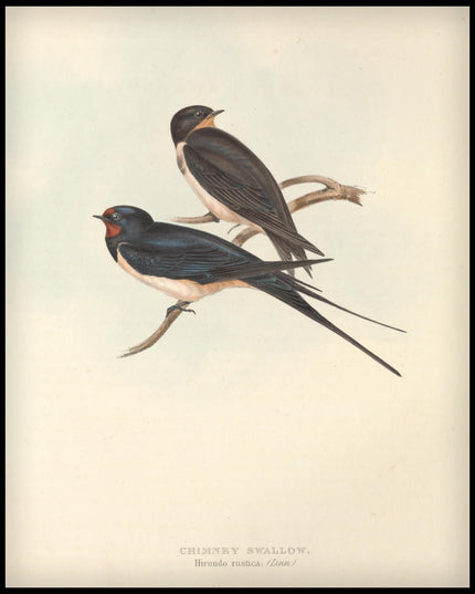 Hirundo Rustica Poster