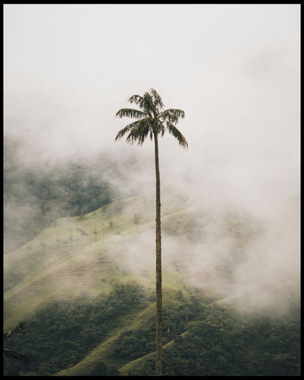 Ein Leinwandbild von einer hohen Palme im Nebel.