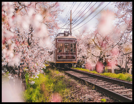 Ein Leinwandbild von einer alten Straßenbahn, die durch blühende Kirschbäume fährt.