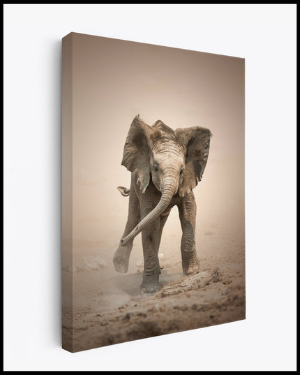 Baby Elephant Canvas