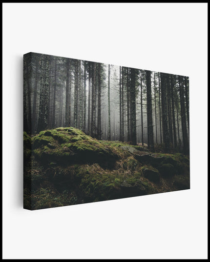 Moss in the mystical Forest Canvas