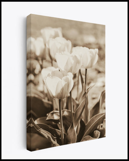 White Tulips Canvas