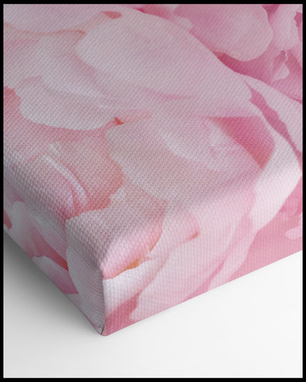 Pink Peonies Canvas