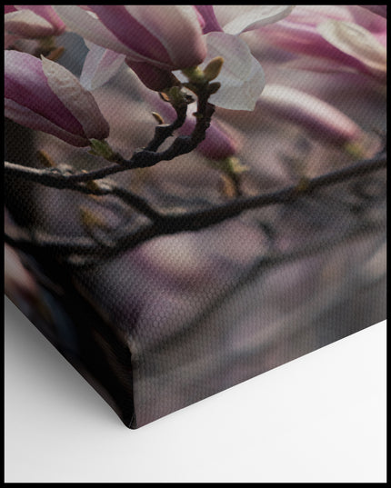 Pink Magnolia Canvas