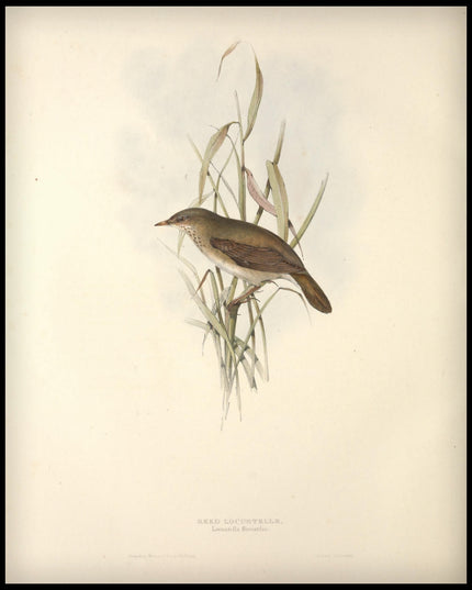 Locustella Fluviatilis Poster