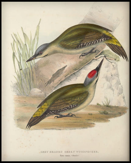 Picus Canus Poster