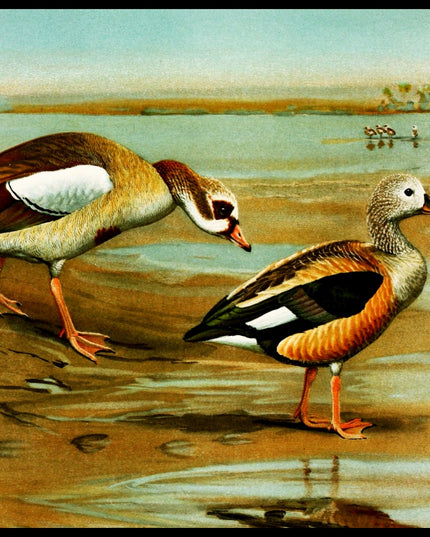 Nilgans Poster