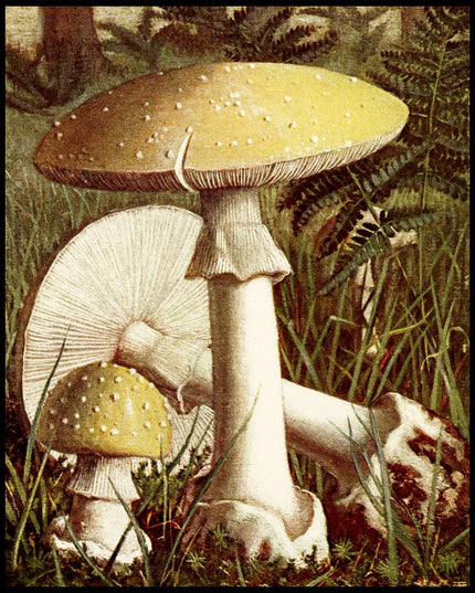 Amanita Citrina