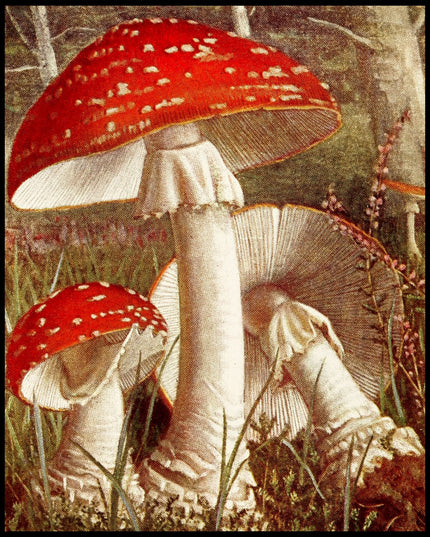 Amanita Muscaria