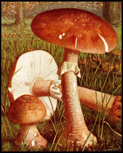 Amanita Rubescens