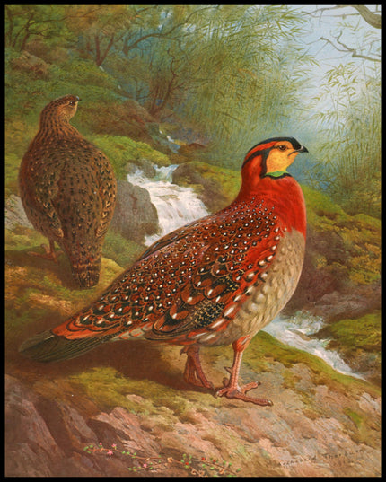 Tragopan Poster