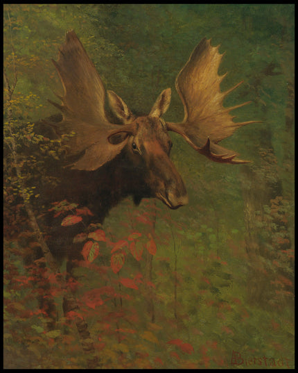 Study Of A Moose