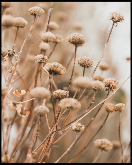 Ein Poster von vertrockneten Blumen in weichen Braun- und Beigetönen.