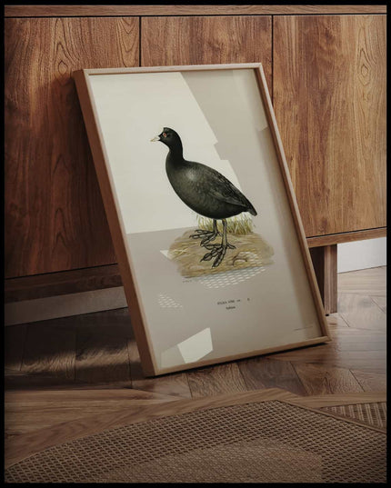 Fulica Atra Poster