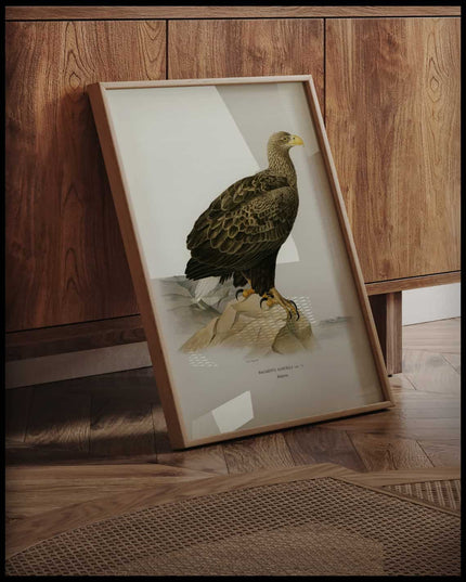 Haliaeetus Albicilla Poster