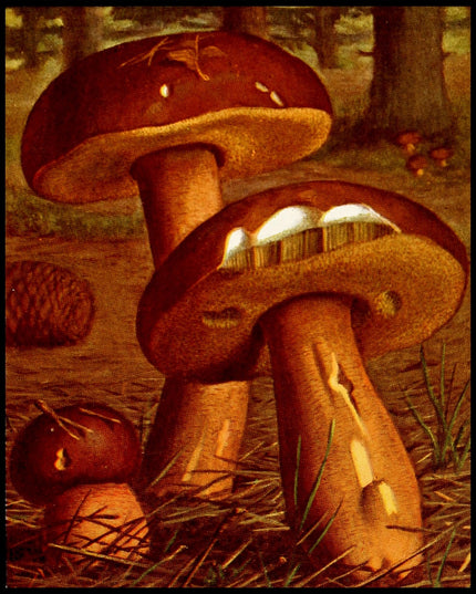 Boletus Badius