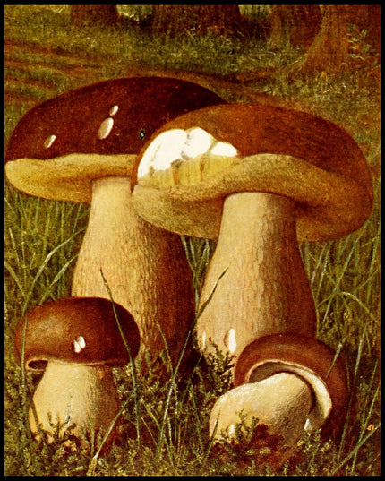 Boletus Edulis