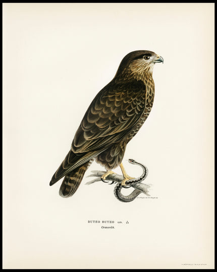 Buteo Buteo Poster