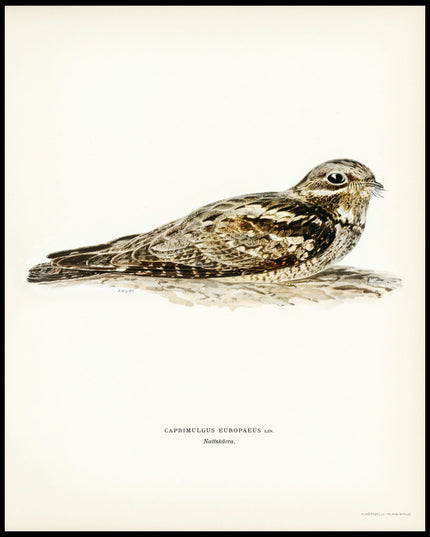 Caprimulgus Europaeus Poster