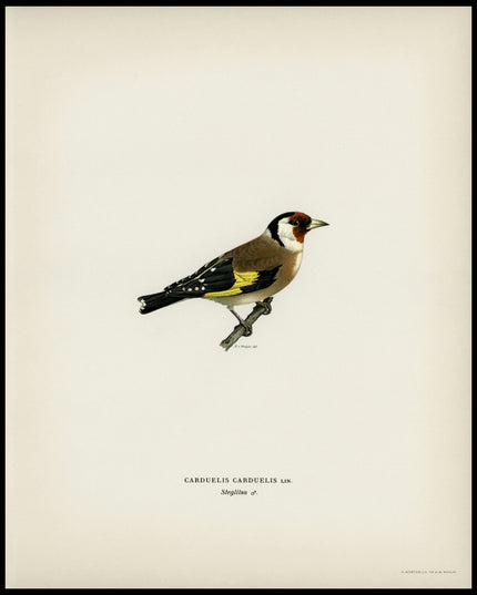 Carduelis Carduelis Poster