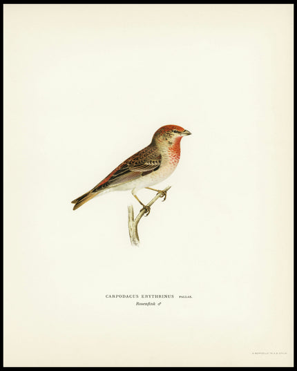 Carpodacus Erythrinus Poster