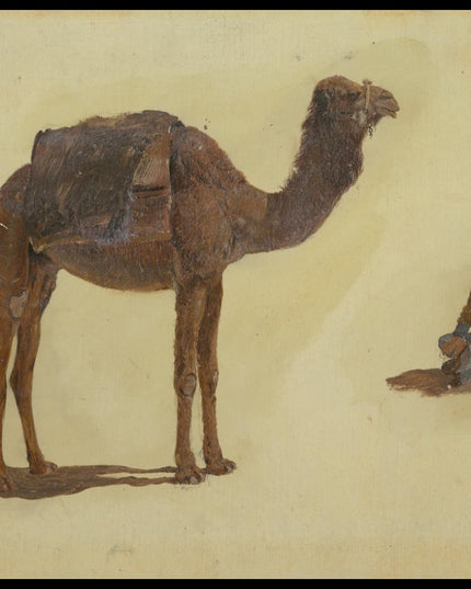 Study of a Dromedary