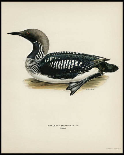 Colymbus Arcticus Poster