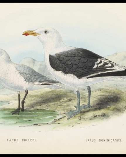 Larus Bulleri & Larus Dominicanus