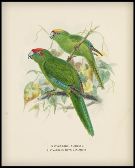 Platycercus Auriceps & Platycercus Nove Zealandiae