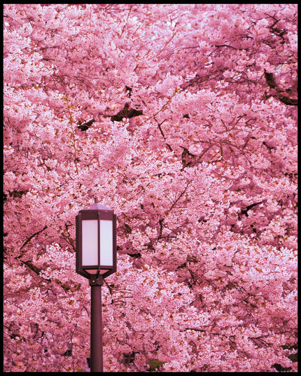 Ein Poster von einer Straßenlaterne und Kirschblütenbäumen im Hintergrund.