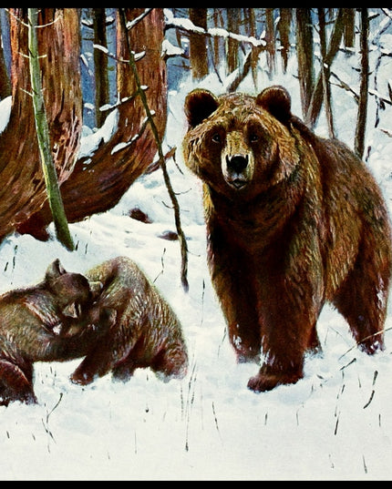 Brown Bear