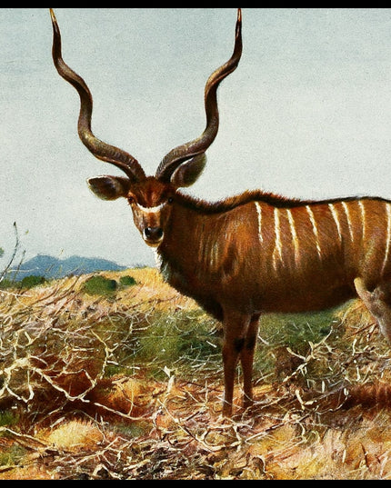 Kudu