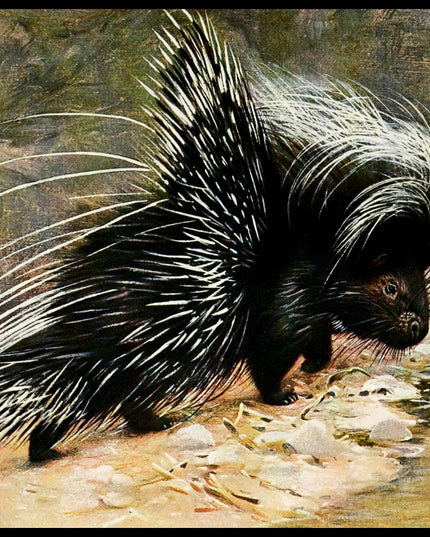 Porcupine