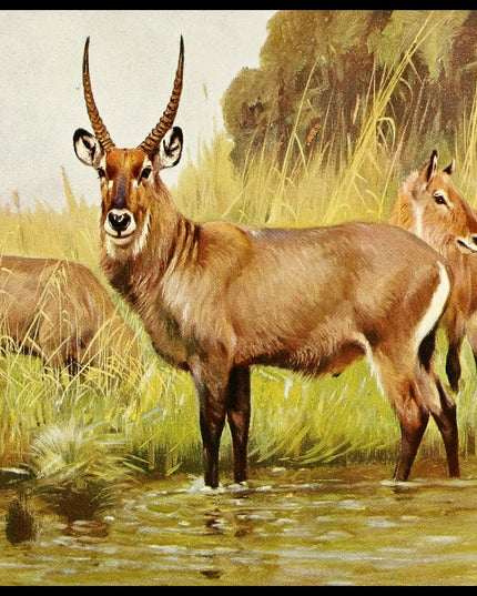 Waterbuck