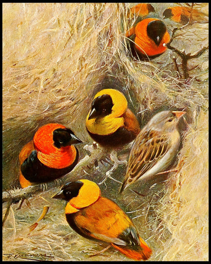 Weaver Birds