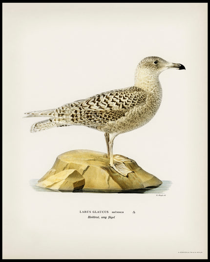 Larus Glaucus Poster