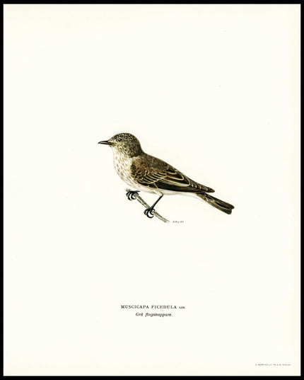 Muscicapa Ficedula Poster