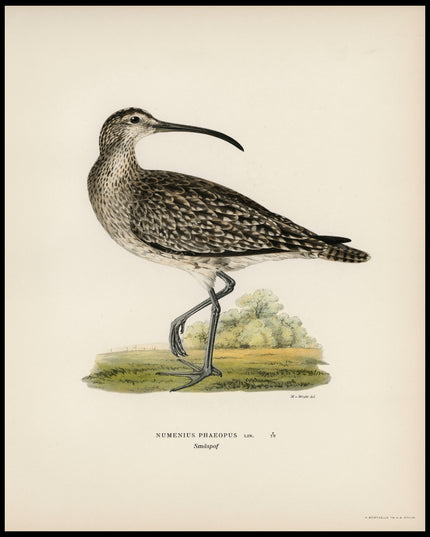 Numenius Phaeopus Poster