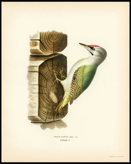 Picus Canus Poster