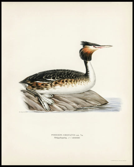 Podiceps Cristatus Poster