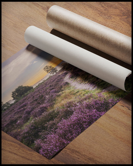 Ein Poster von einer Heidefläche mit lila Blumen im Sonnenuntergang, gerollt auf einer Holzoberfläche liegend