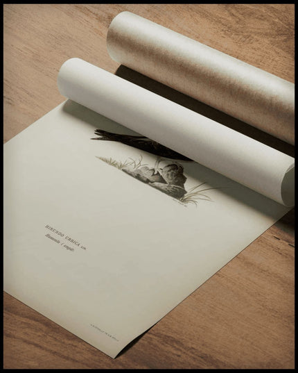 Hirundo Urbica Poster