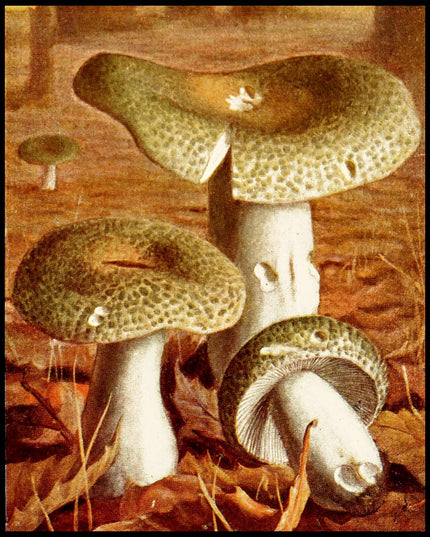 Russula Virescens