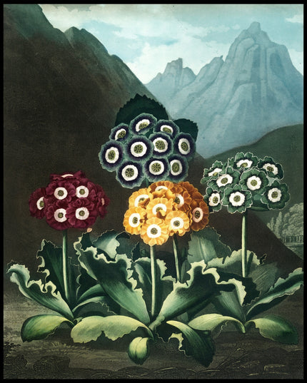 Group Of Auriculas